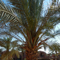 фото из отзыва ID 913790