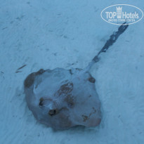 фото из отзыва ID 914661