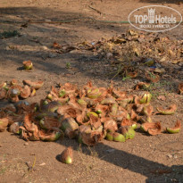 фото из отзыва ID 914922