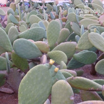 фото из отзыва ID 915247