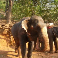 фото из отзыва ID 915341