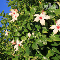 фото из отзыва ID 915531