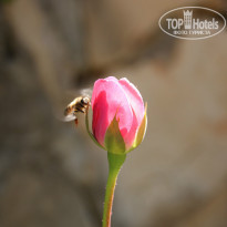 фото из отзыва ID 915531