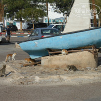 фото из отзыва ID 915543