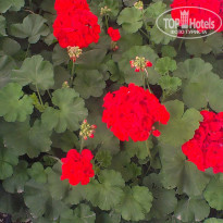 фото из отзыва ID 915543