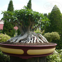 фото из отзыва ID 915719