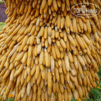 фото из отзыва ID 915719