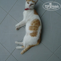 фото из отзыва ID 915719