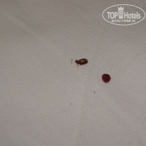 фото из отзыва ID 915935