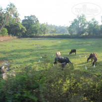 фото из отзыва ID 915994