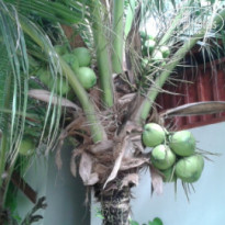 фото из отзыва ID 916750