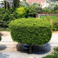 фото из отзыва ID 916718