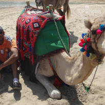 фото из отзыва ID 917254