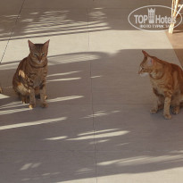 фото из отзыва ID 917254