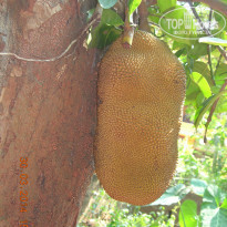 фото из отзыва ID 917974