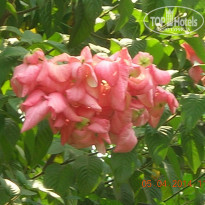 фото из отзыва ID 917974