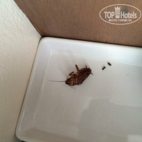 фото из отзыва ID 918139