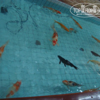 фото из отзыва ID 918331