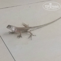 фото из отзыва ID 919261