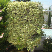 фото из отзыва ID 920034