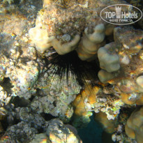 фото из отзыва ID 920219