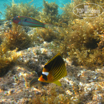 фото из отзыва ID 920219