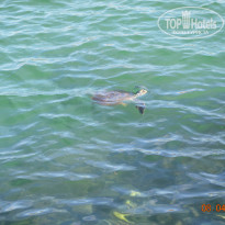 фото из отзыва ID 921167