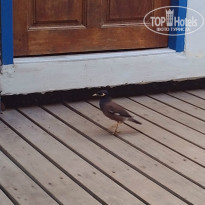 фото из отзыва ID 921919