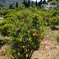 фото из отзыва ID 923909