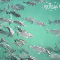 фото из отзыва ID 924028