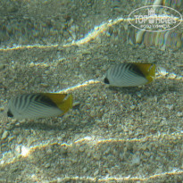 фото из отзыва ID 924648