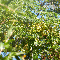 фото из отзыва ID 924788