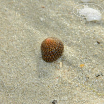 фото из отзыва ID 924166