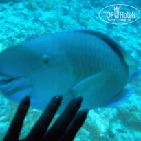 фото из отзыва ID 925842