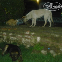 фото из отзыва ID 925553