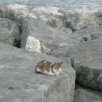 фото из отзыва ID 925553