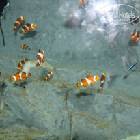 фото из отзыва ID 926585