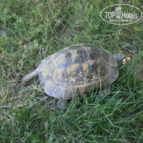 фото из отзыва ID 928593