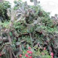 фото из отзыва ID 928593