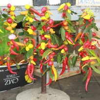 фото из отзыва ID 928863