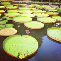 фото из отзыва ID 929242