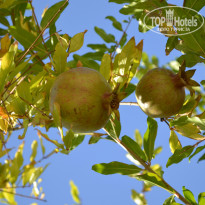 фото из отзыва ID 930349