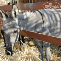 фото из отзыва ID 930602