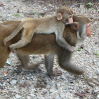 фото из отзыва ID 930610