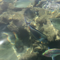 фото из отзыва ID 930823