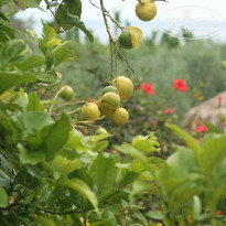 фото из отзыва ID 930721