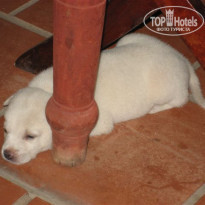 фото из отзыва ID 93120