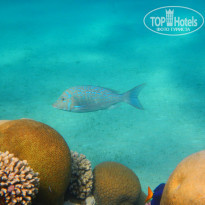 фото из отзыва ID 931443