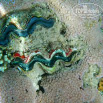 фото из отзыва ID 931443