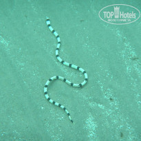 фото из отзыва ID 931443